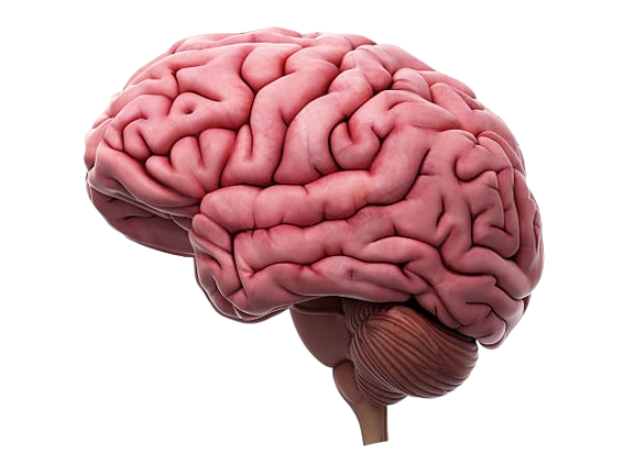 3D brain illustration in pink and coral tones